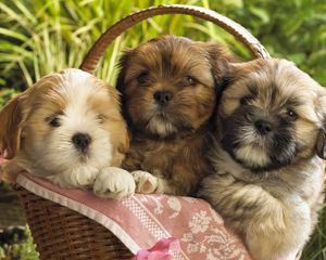 Preview wallpaper puppies, shopping, herb, three, sit