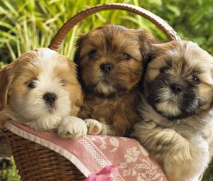 Preview wallpaper puppies, shopping, herb, three, sit