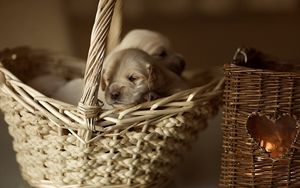 Preview wallpaper puppies, shopping, small, babes