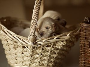 Preview wallpaper puppies, shopping, small, babes