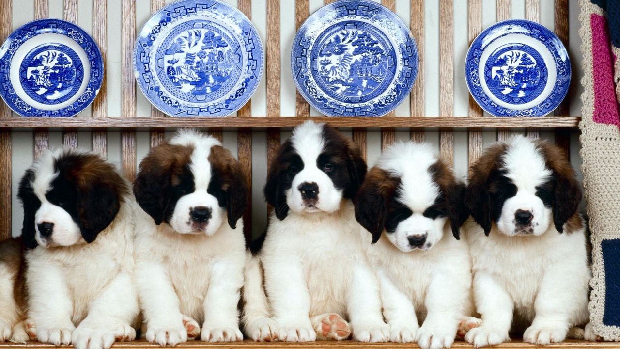 Wallpaper puppies, sitting, dog