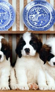 Preview wallpaper puppies, sitting, dog