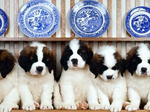 Preview wallpaper puppies, sitting, dog
