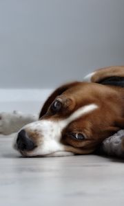 Preview wallpaper puppies, sleeping, lying down, grass