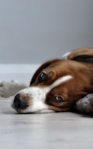 Preview wallpaper puppies, sleeping, lying down, grass