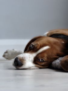 Preview wallpaper puppies, sleeping, lying down, grass