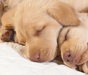 Preview wallpaper puppies, sleeping, muzzle, kids