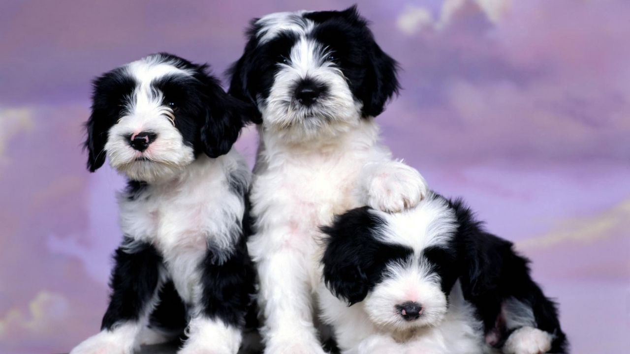 Wallpaper puppies, spotted, three