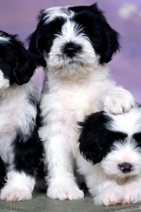 Preview wallpaper puppies, spotted, three