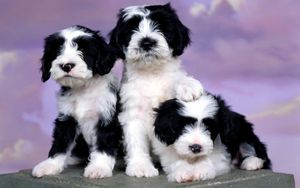 Preview wallpaper puppies, spotted, three