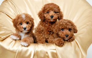 Preview wallpaper puppies, three, down, small