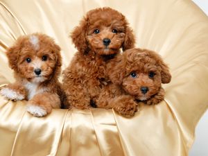 Preview wallpaper puppies, three, down, small