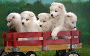 Preview wallpaper puppies, truck, sit, set, toy
