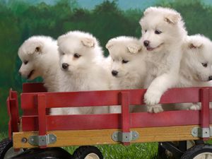 Preview wallpaper puppies, truck, sit, set, toy