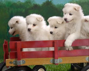 Preview wallpaper puppies, truck, sit, set, toy