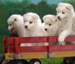 Preview wallpaper puppies, truck, sit, set, toy