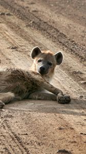 Preview wallpaper puppy, animal, lying, sand