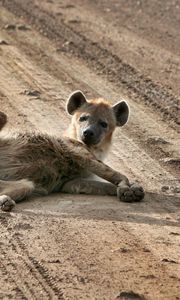 Preview wallpaper puppy, animal, lying, sand