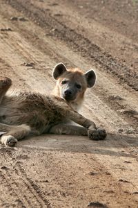 Preview wallpaper puppy, animal, lying, sand