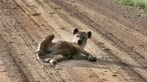 Preview wallpaper puppy, animal, lying, sand