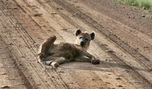 Preview wallpaper puppy, animal, lying, sand