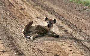 Preview wallpaper puppy, animal, lying, sand