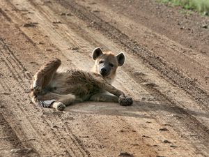 Preview wallpaper puppy, animal, lying, sand