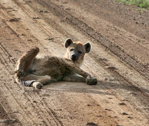 Preview wallpaper puppy, animal, lying, sand