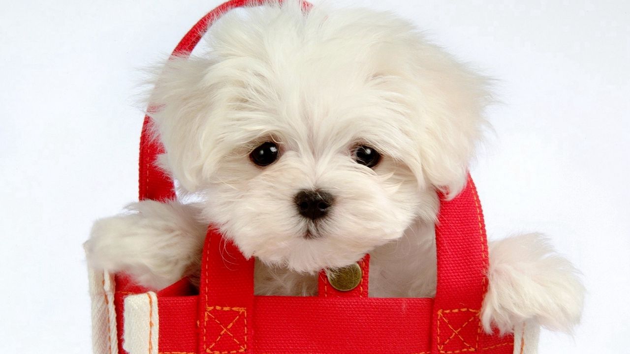 Wallpaper puppy, baby, bag, coat, face