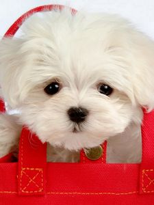 Preview wallpaper puppy, baby, bag, coat, face