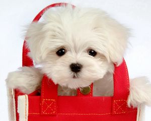 Preview wallpaper puppy, baby, bag, coat, face