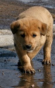 Preview wallpaper puppy, baby, dirt, spring