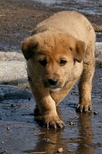 Preview wallpaper puppy, baby, dirt, spring