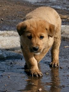 Preview wallpaper puppy, baby, dirt, spring