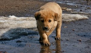 Preview wallpaper puppy, baby, dirt, spring