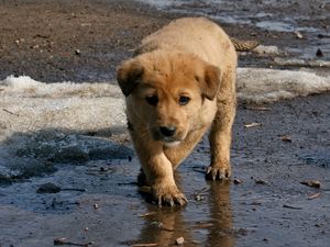 Preview wallpaper puppy, baby, dirt, spring