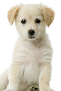 Preview wallpaper puppy, baby, sitting, waiting, beautiful, white
