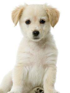 Preview wallpaper puppy, baby, sitting, waiting, beautiful, white