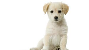 Preview wallpaper puppy, baby, sitting, waiting, beautiful, white