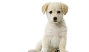 Preview wallpaper puppy, baby, sitting, waiting, beautiful, white