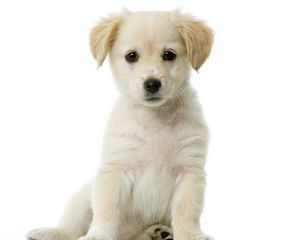 Preview wallpaper puppy, baby, sitting, waiting, beautiful, white