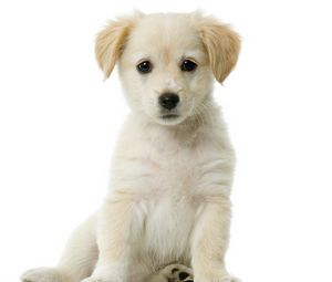 Preview wallpaper puppy, baby, sitting, waiting, beautiful, white