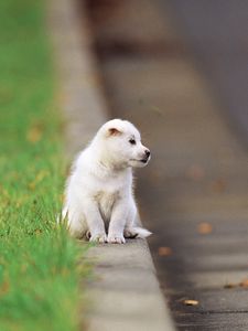 Preview wallpaper puppy, baby, sitting, road