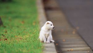 Preview wallpaper puppy, baby, sitting, road