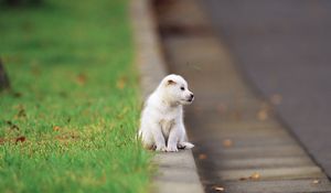 Preview wallpaper puppy, baby, sitting, road