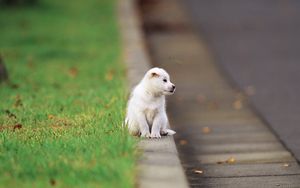 Preview wallpaper puppy, baby, sitting, road