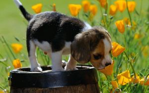 Preview wallpaper puppy, beagle, spotted, grass