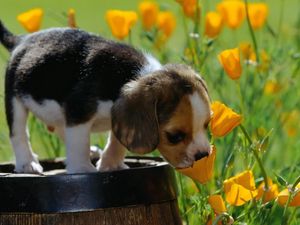 Preview wallpaper puppy, beagle, spotted, grass