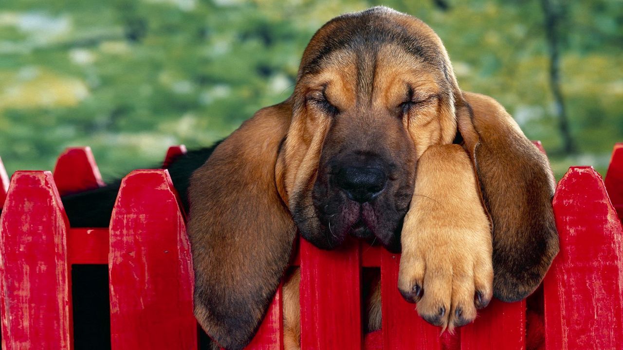 Wallpaper puppy, big-eared, fence, rest, sleep