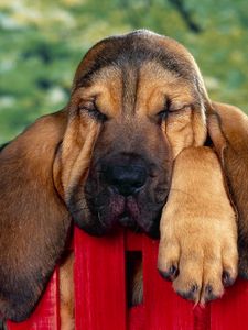 Preview wallpaper puppy, big-eared, fence, rest, sleep